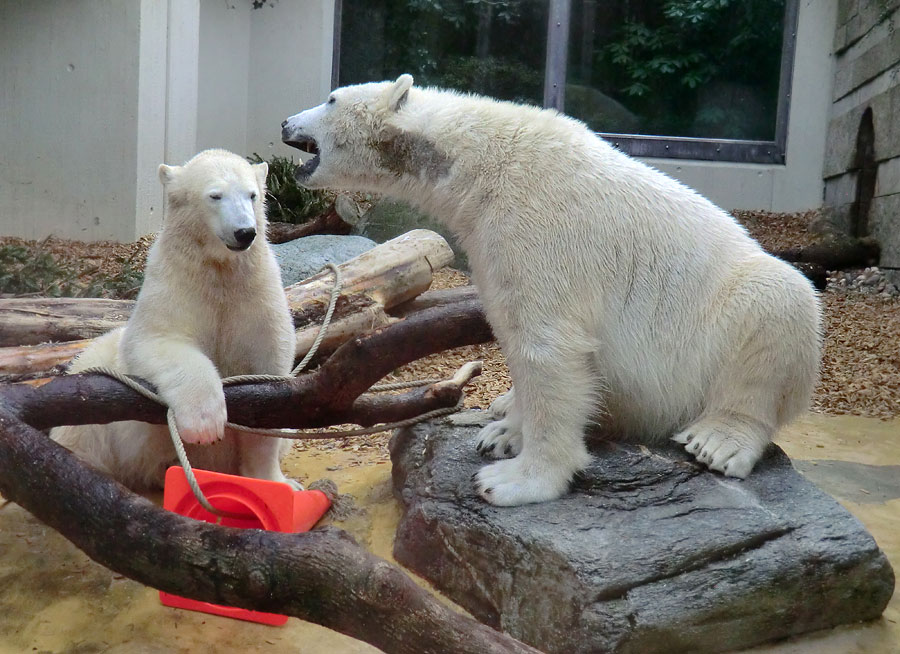 Eisbärin ANORI und Eisbär LUKA im Zoologischen Garten Wuppertal am 7. März 2014