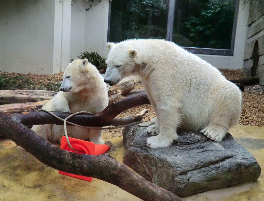 Eisbärin ANORI und Eisbär LUKA im Wuppertaler Zoo am 7. März 2014