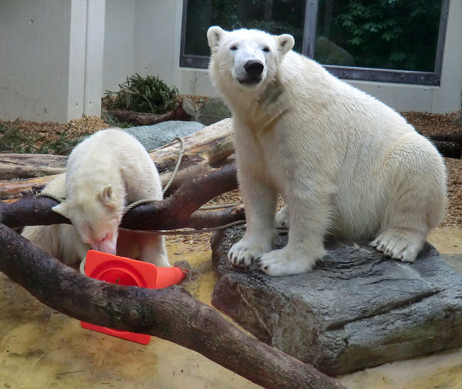 Eisbärin ANORI und Eisbär LUKA im Zoo Wuppertal am 7. März 2014