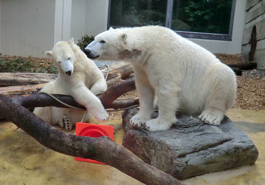 Eisbärin ANORI und Eisbär LUKA im Zoologischen Garten Wuppertal am 7. März 2014