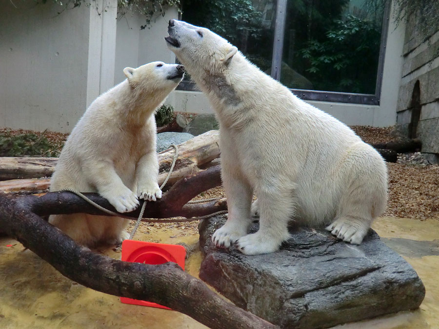 Eisbärin ANORI und Eisbär LUKA im Wuppertaler Zoo am 7. März 2014