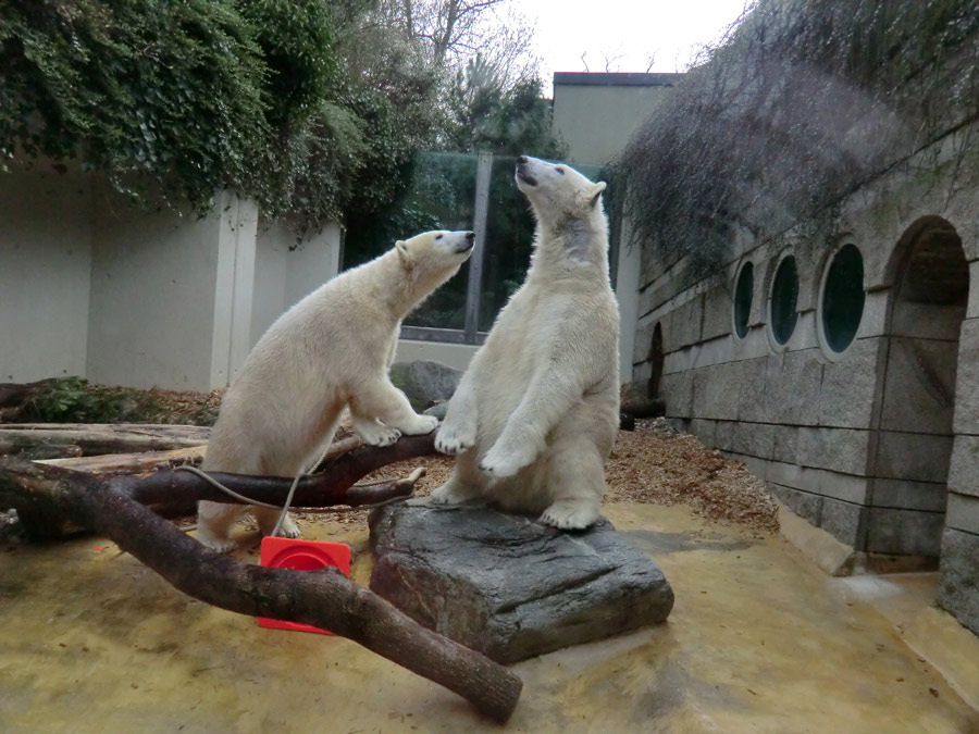 Eisbärin ANORI und Eisbär LUKA im Zoo Wuppertal am 7. März 2014