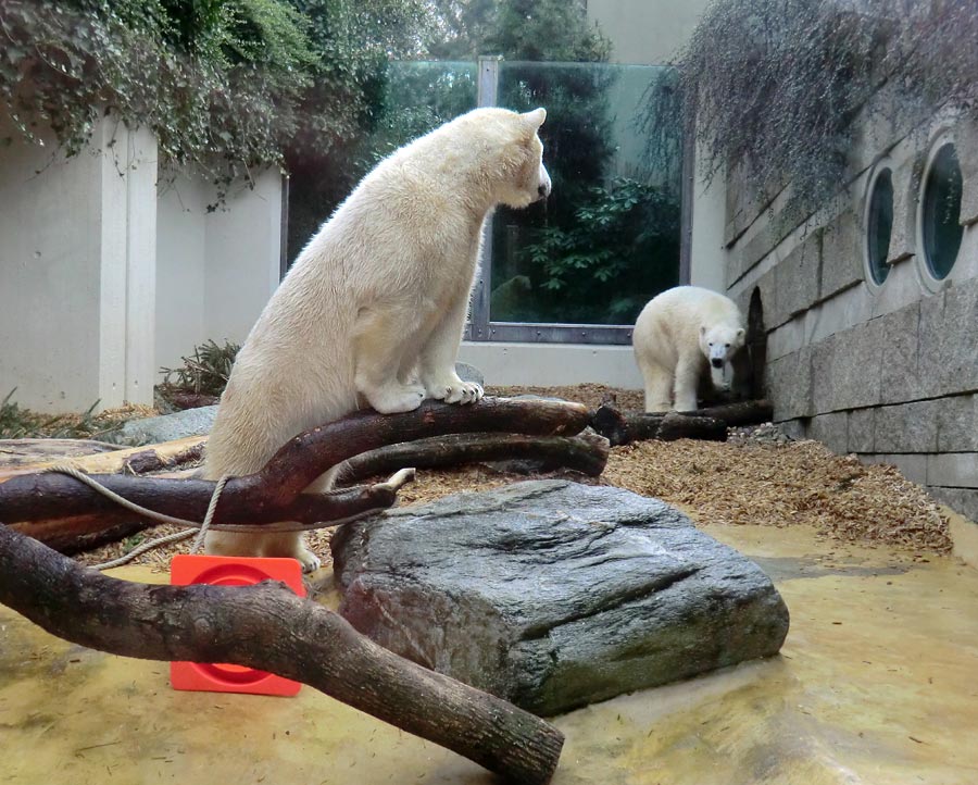 Eisbärin ANORI und Eisbär LUKA im Zoologischen Garten Wuppertal am 7. März 2014