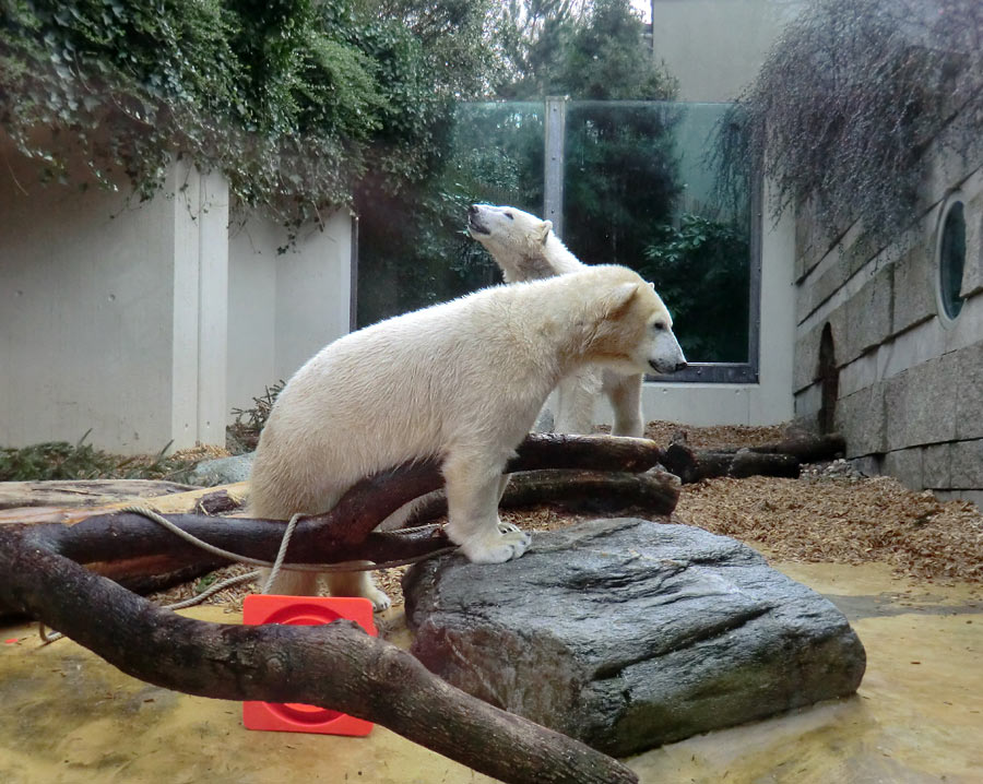 Eisbärin ANORI und Eisbär LUKA im Wuppertaler Zoo am 7. März 2014