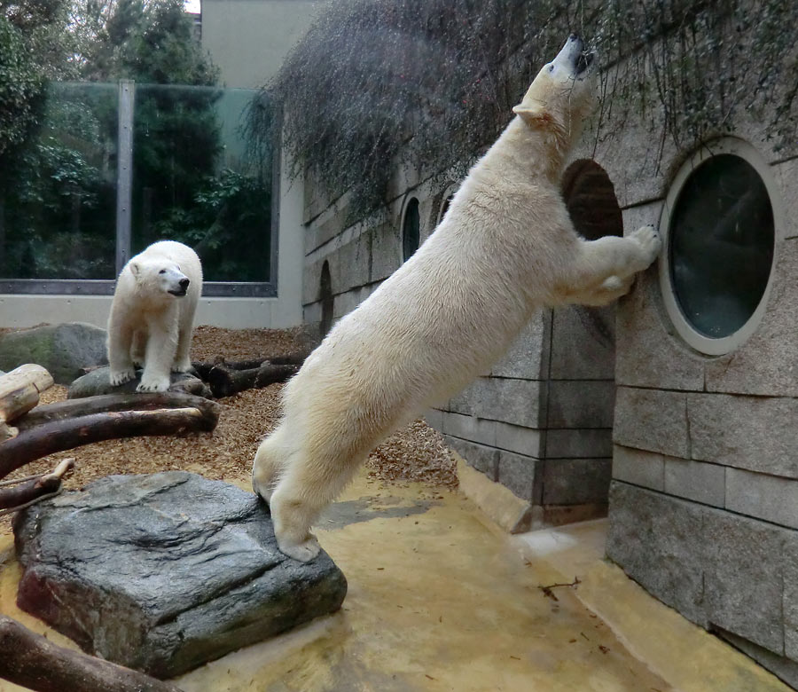 Eisbär LUKA und Eisbärin ANORI im Zoologischen Garten Wuppertal am 7. März 2014