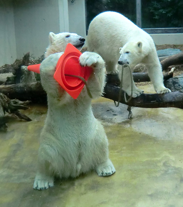 Eisbär LUKA und Eisbärin ANORI im Zoologischen Garten Wuppertal am 16. März 2014