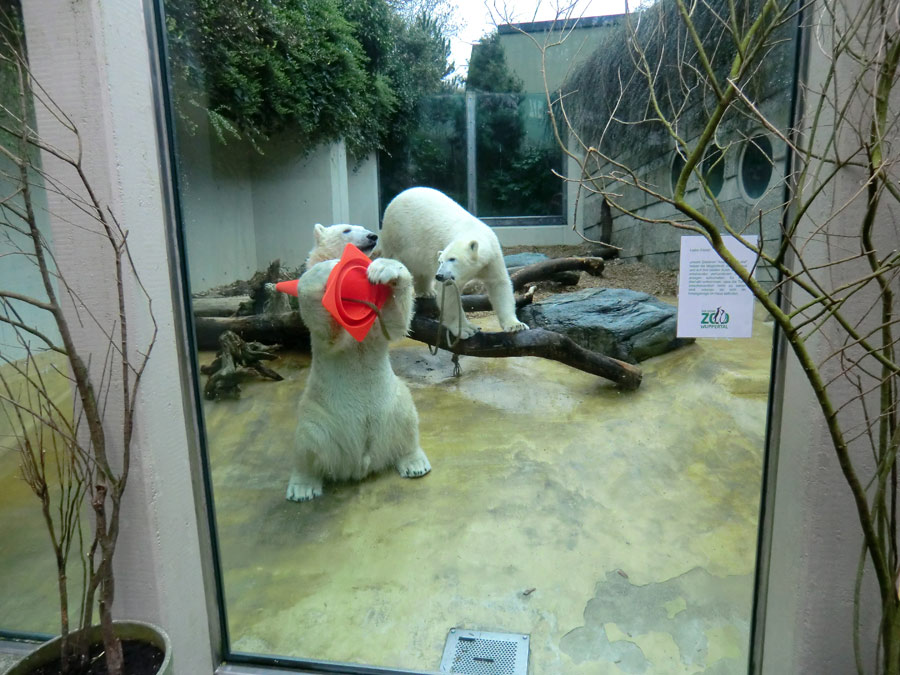 Eisbär LUKA und Eisbärin ANORI im Zoo Wuppertal am 16. März 2014