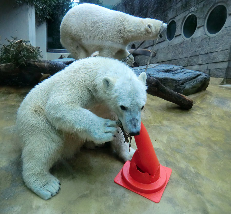 Eisbär LUKA und Eisbärin ANORI im Wuppertaler Zoo am 16. März 2014