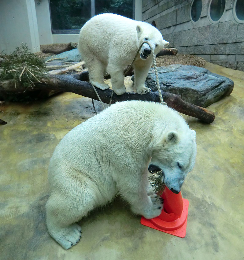 Eisbär LUKA und Eisbärin ANORI im Zoo Wuppertal am 16. März 2014
