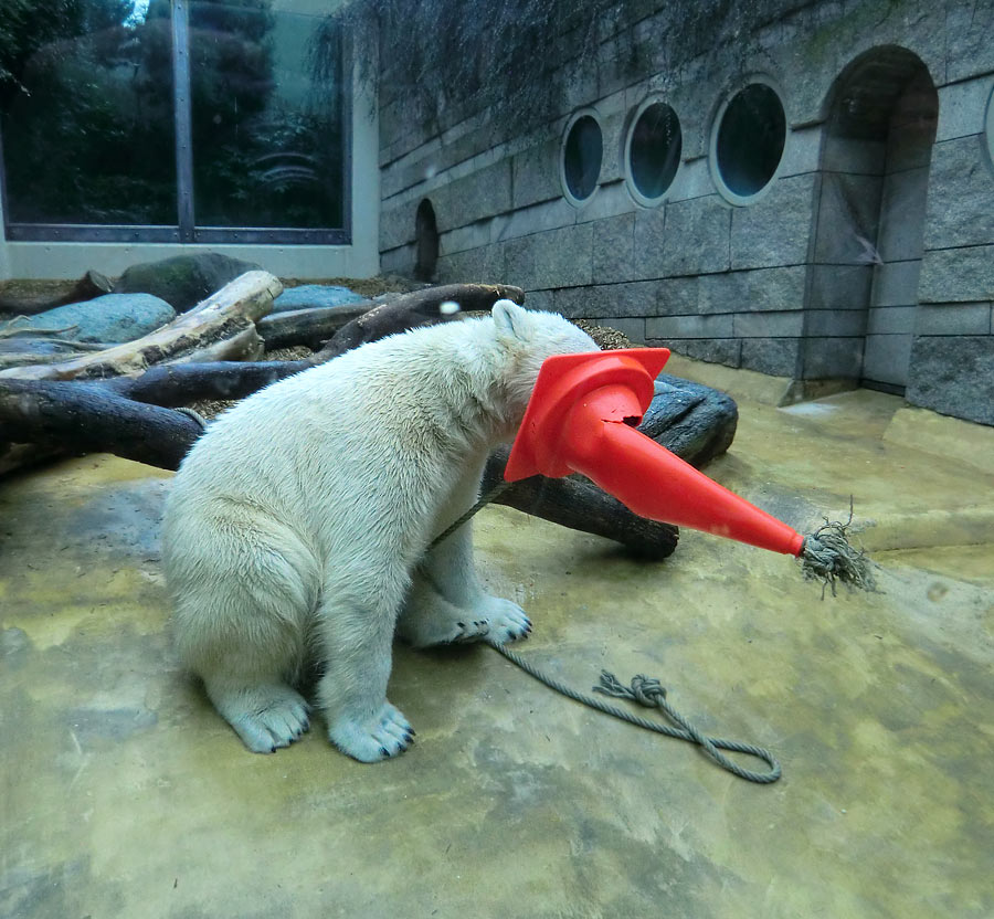 Eisbär LUKA im Zoologischen Garten Wuppertal am 16. März 2014