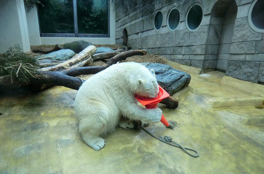 Eisbär LUKA im Wuppertaler Zoo am 16. März 2014