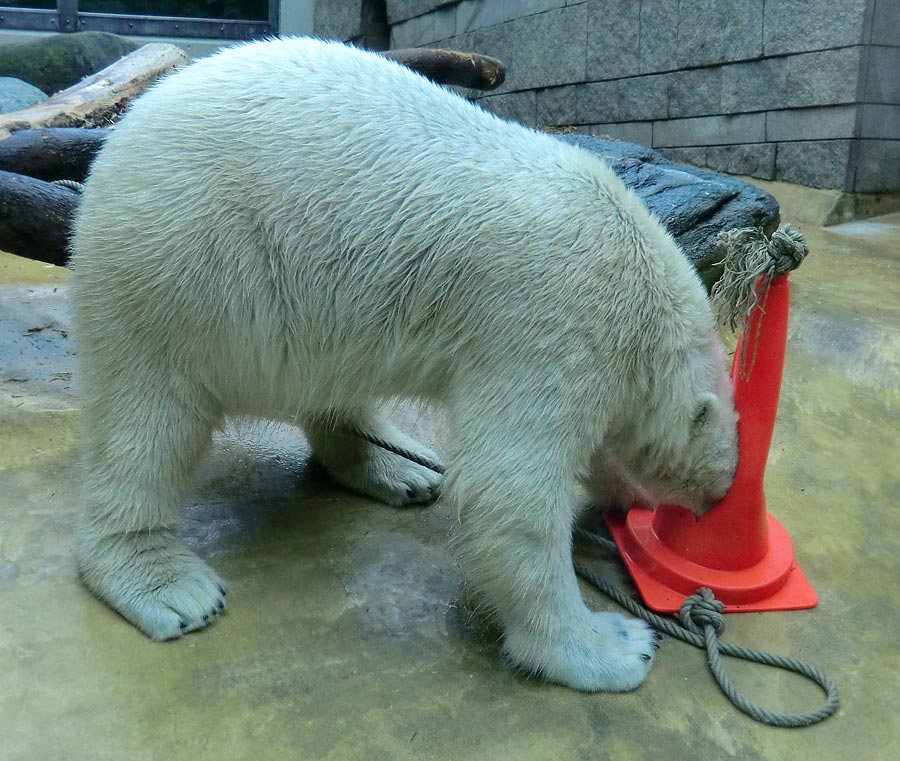 Eisbär LUKA im Zoo Wuppertal am 16. März 2014