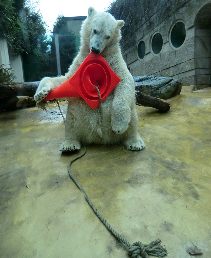 Eisbär LUKA im Zoologischen Garten Wuppertal am 16. März 2014