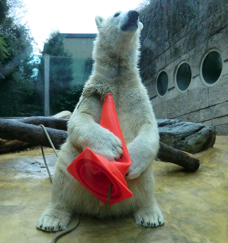 Eisbär LUKA im Wuppertaler Zoo am 16. März 2014