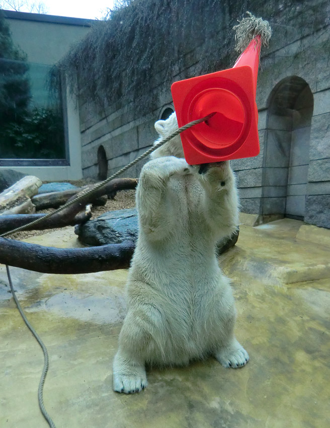 Eisbär LUKA im Wuppertaler Zoo am 16. März 2014