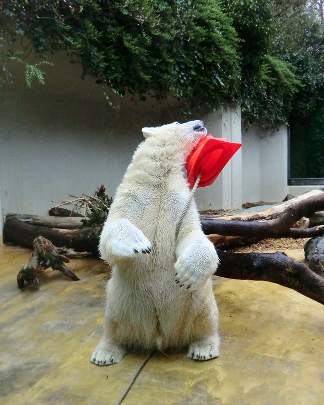 Eisbär LUKA im Wuppertaler Zoo am 16. März 2014