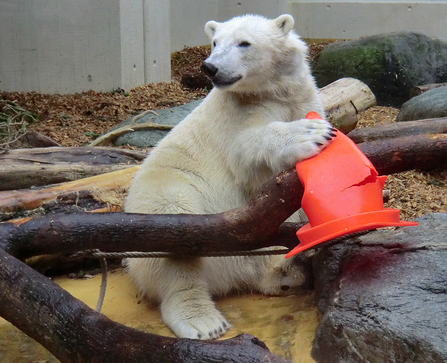 Eisbär LUKA im Zoo Wuppertal am 16. März 2014