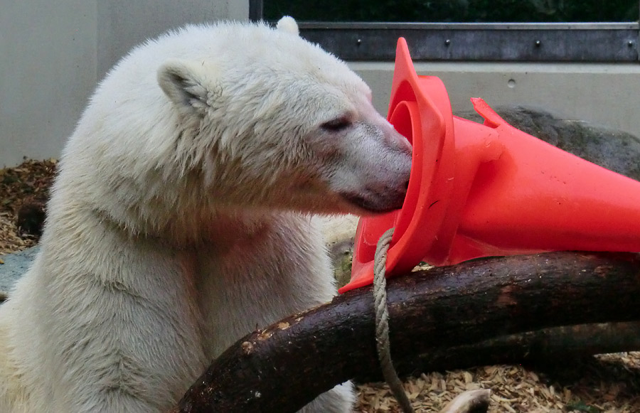 Eisbär LUKA im Zoologischen Garten Wuppertal am 16. März 2014