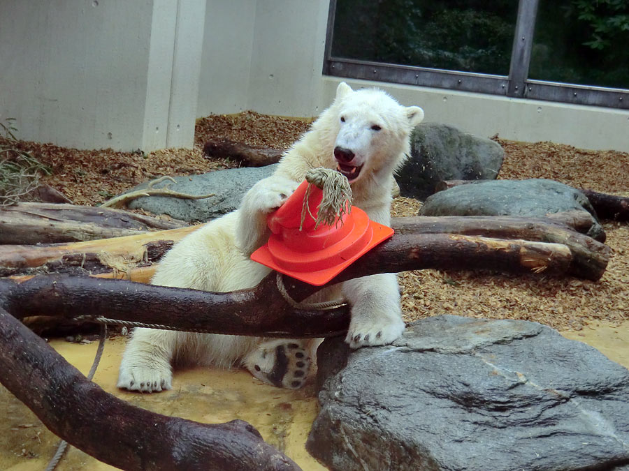 Eisbär LUKA im Wuppertaler Zoo am 16. März 2014