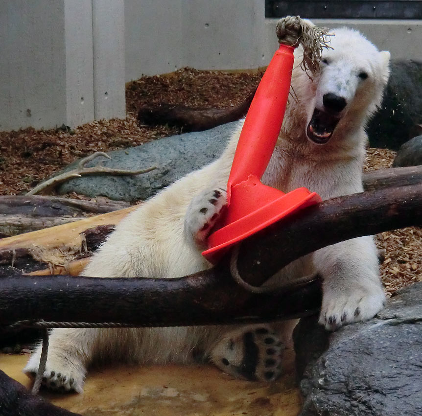 Eisbär LUKA im Zoo Wuppertal am 16. März 2014