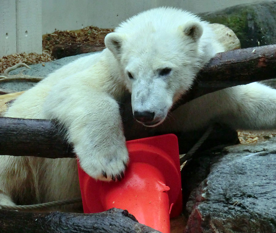 Eisbär LUKA im Zoologischen Garten Wuppertal am 16. März 2014