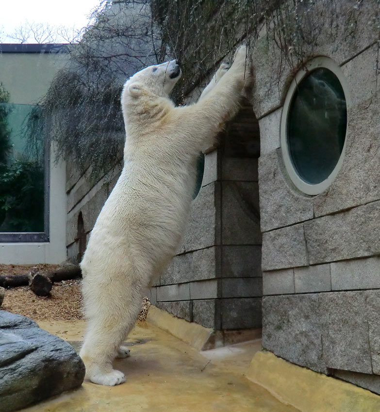 Eisbär LUKA im Wuppertaler Zoo am 16. März 2014