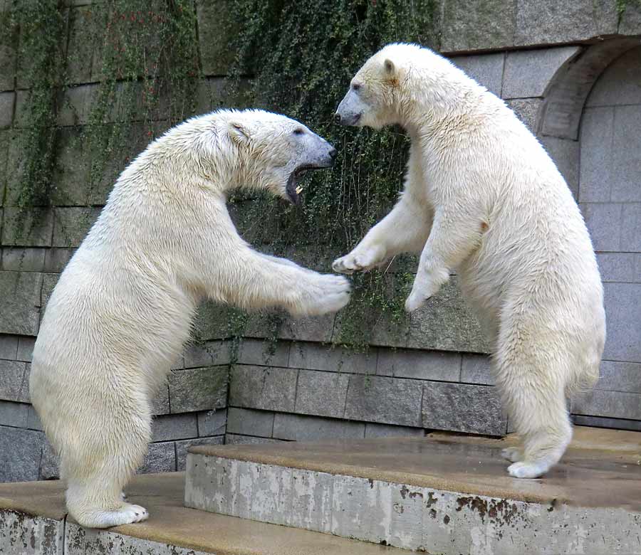 Eisbär LUKA und Eisbärin ANORI im Zoo Wuppertal am 5. April 2014