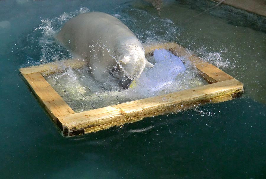 Eisbärin ANORI im Wuppertaler Zoo am 20. April 2014