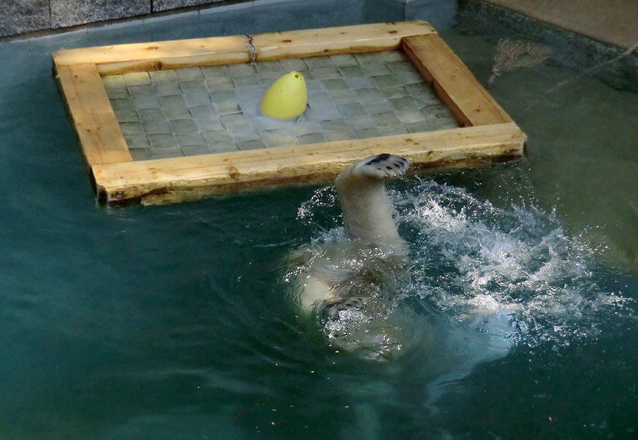 Eisbärin ANORI im Wuppertaler Zoo am 20. April 2014