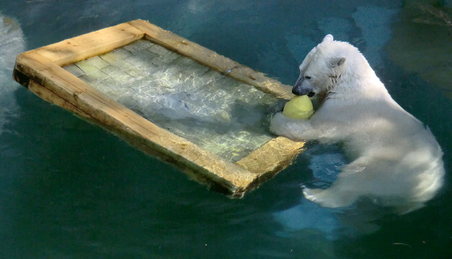 Eisbärin ANORI im Zoologischen Garten Wuppertal am 20. April 2014