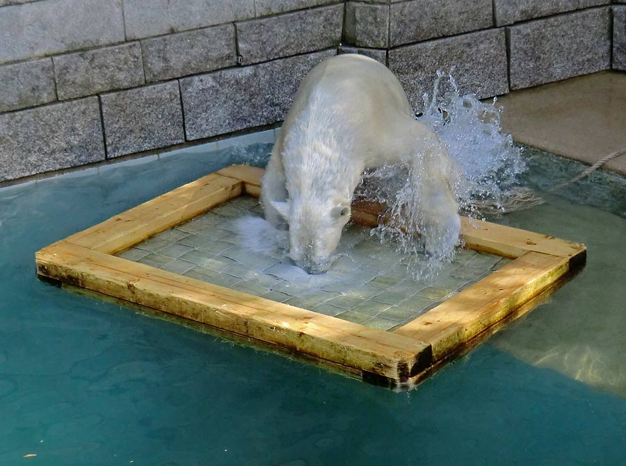 Eisbärin ANORI im Wuppertaler Zoo am 20. April 2014