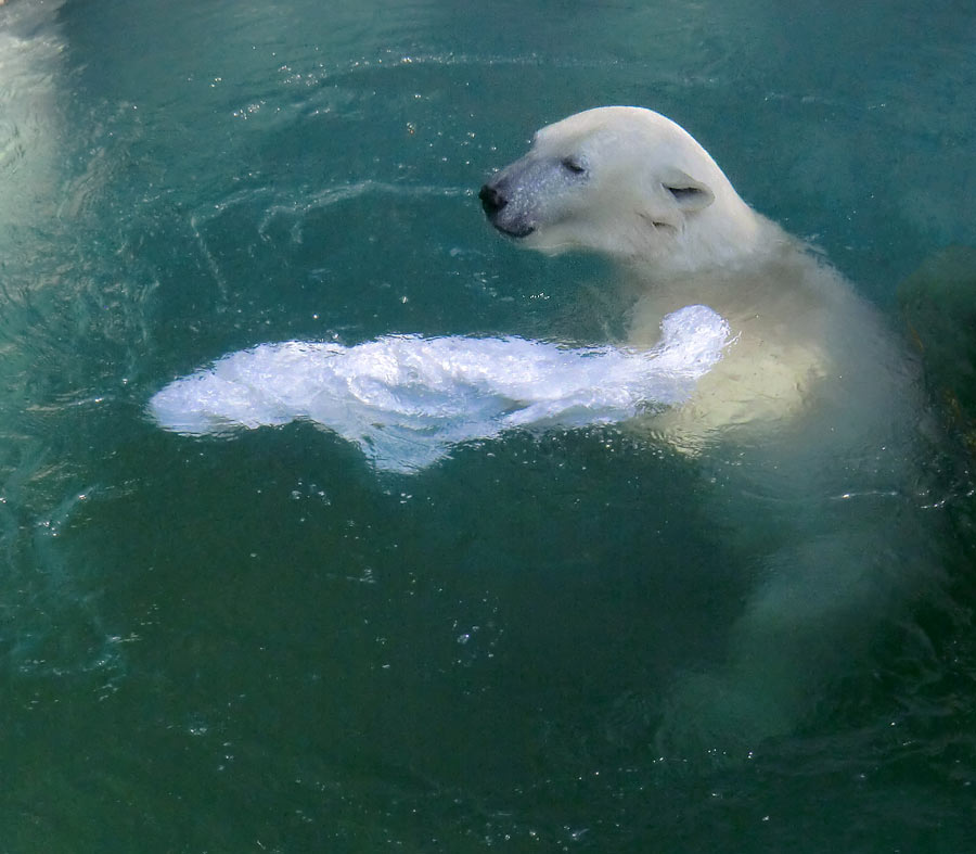 Eisbärin ANORI im Zoo Wuppertal am 20. April 2014