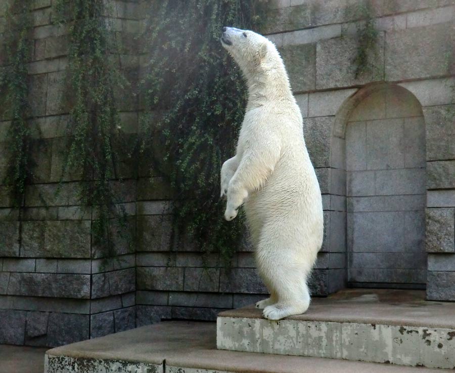 Eisbär LUKA im Zoologischen Garten Wuppertal am 20. April 2014