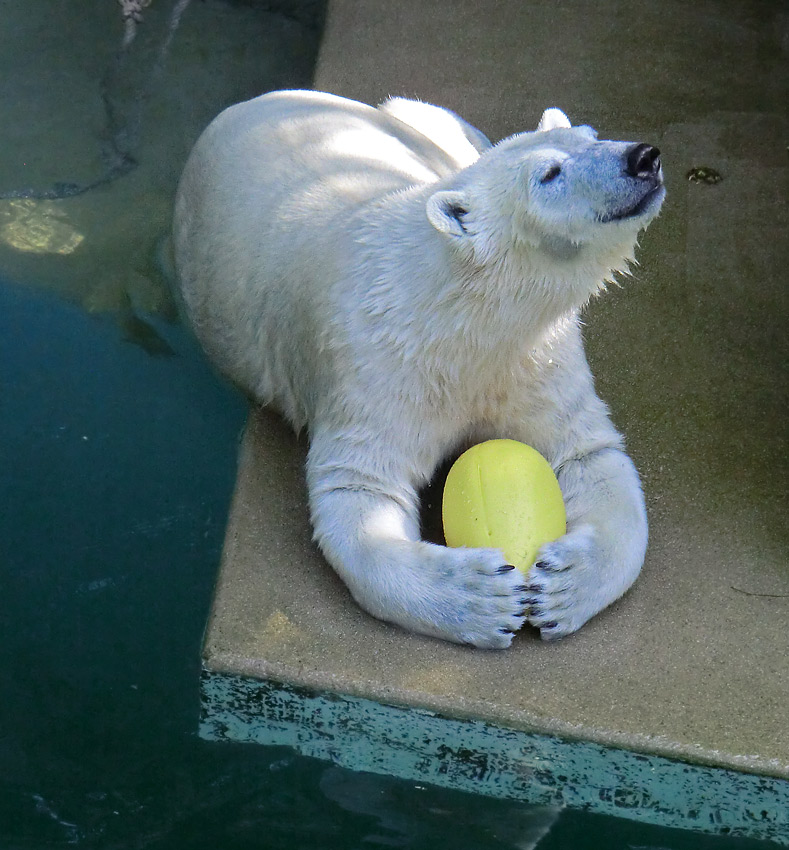 Eisbärin ANORI im Wuppertaler Zoo am 20. April 2014