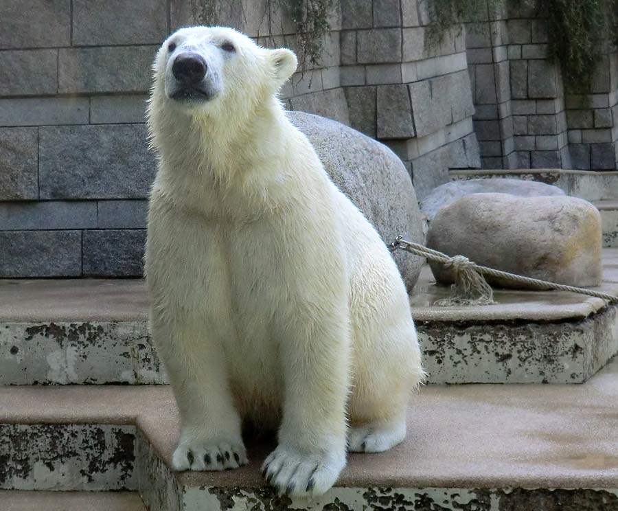 Eisbär LUKA im Wuppertaler Zoo am 20. April 2014