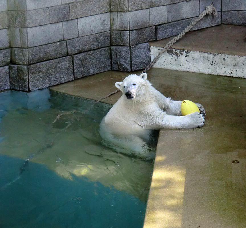 Eisbärin ANORI im Wuppertaler Zoo am 20. April 2014