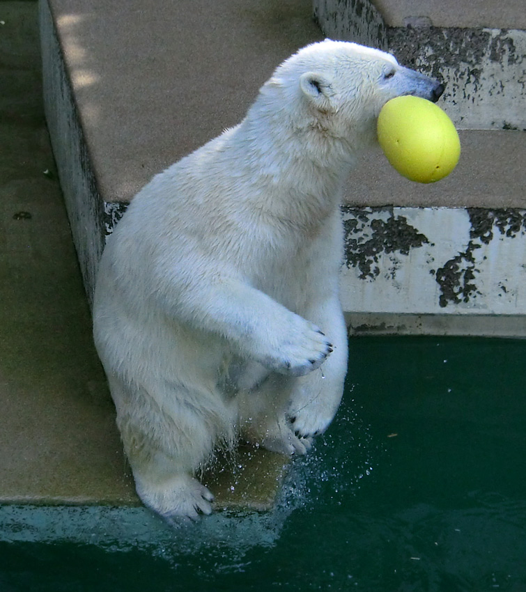 Eisbärin ANORI im Zoologischen Garten Wuppertal am 20. April 2014