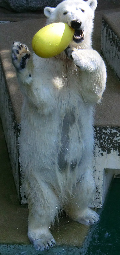 Eisbärin ANORI im Zoologischen Garten Wuppertal am 20. April 2014