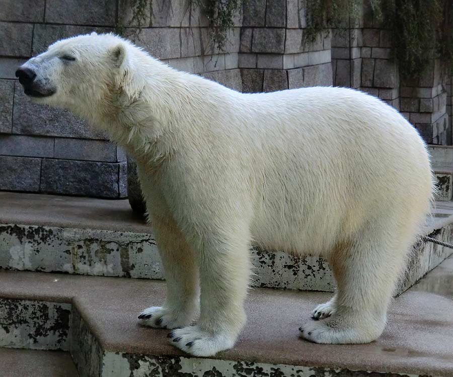 Eisbär LUKA im Zoo Wuppertal am 20. April 2014