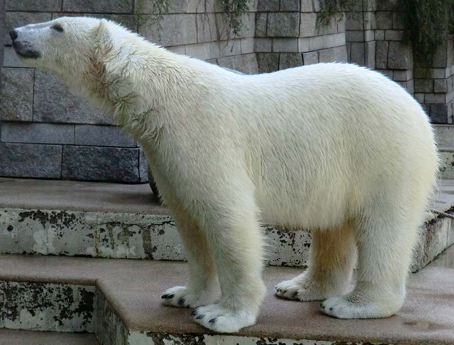 Eisbär LUKA im Zoologischen Garten Wuppertal am 20. April 2014