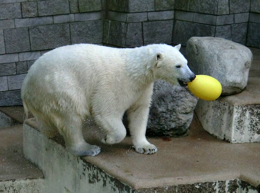 Eisbärin ANORI im Zoologischen Garten Wuppertal am 20. April 2014