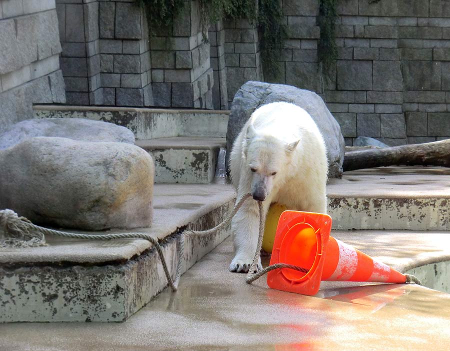 Eisbärin ANORI im Wuppertaler Zoo am 20. April 2014