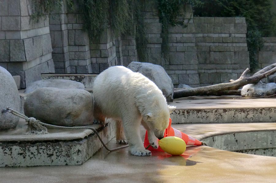 Eisbärin ANORI im Zoo Wuppertal am 20. April 2014