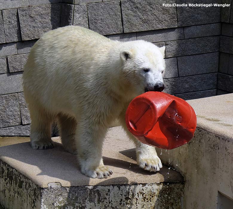 Eisbärin ANORI mit rotem Fass am 12. Juli 2014 auf der Außenanlage im Wuppertaler Zoo (Foto Claudia Böckstiegel-Wengler)