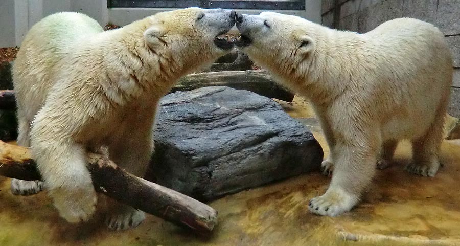 Eisbär und Eisbärin im Zoo Wuppertal am 17. August 2014