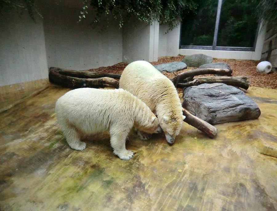 Eisbärin und Eisbär im Zoologischen Garten Wuppertal am 17. August 2014
