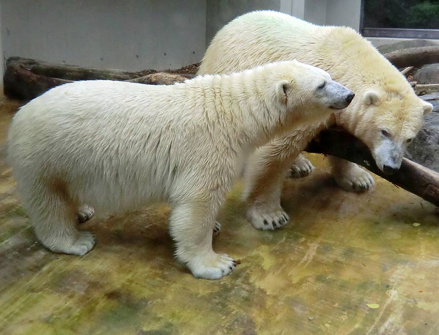 Eisbärin und Eisbär im Wuppertaler Zoo am 17. August 2014