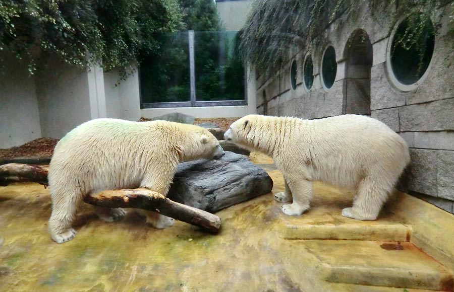 Eisbär und Eisbärin im Zoo Wuppertal am 17. August 2014