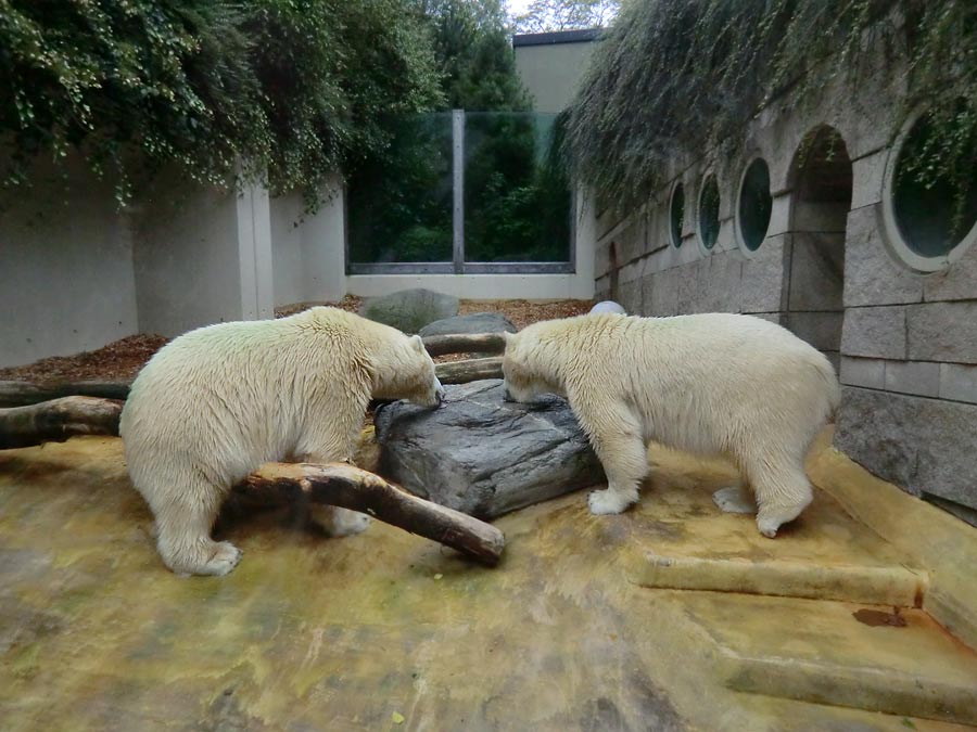 Eisbär und Eisbärin im Zoologischen Garten Wuppertal am 17. August 2014