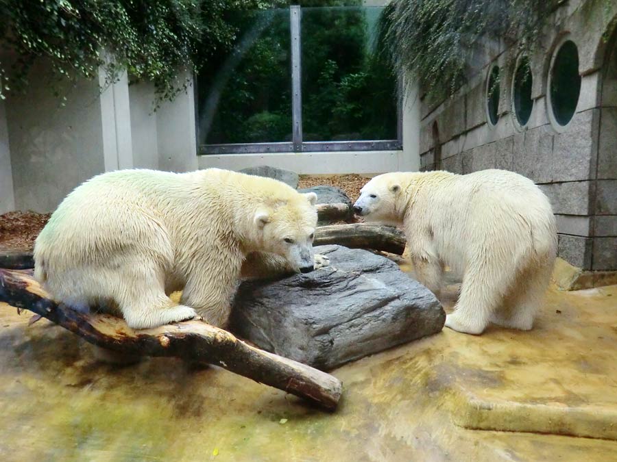 Eisbär und Eisbärin im Wuppertaler Zoo am 17. August 2014